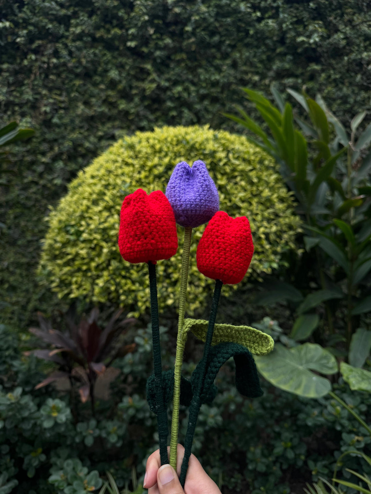 Tulip Flower